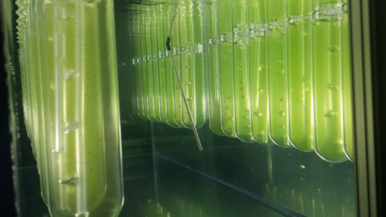 Inside Iceland’s Futuristic Farm Growing Algae for Food