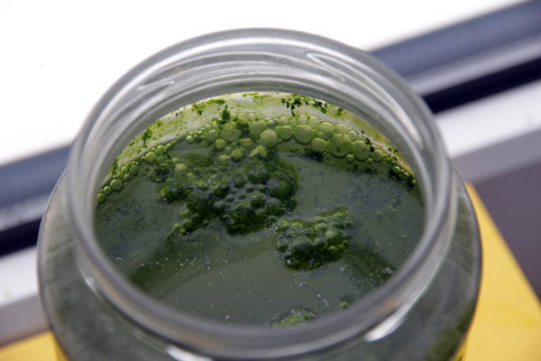 algae in a jar