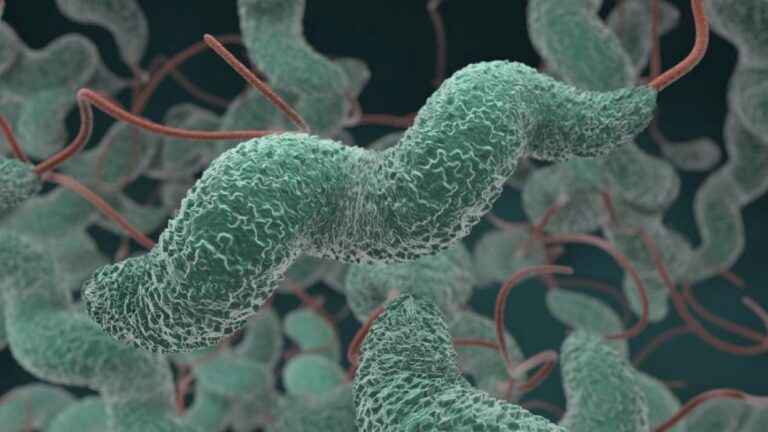 bacterium Campylobacter jejuni